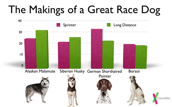 The makings of a great race dog